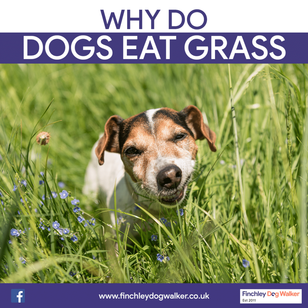why dogs eat grass uk