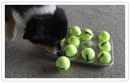 muffin-tin-game-for-dogs Quick and Easy Dog Games using objects around the house