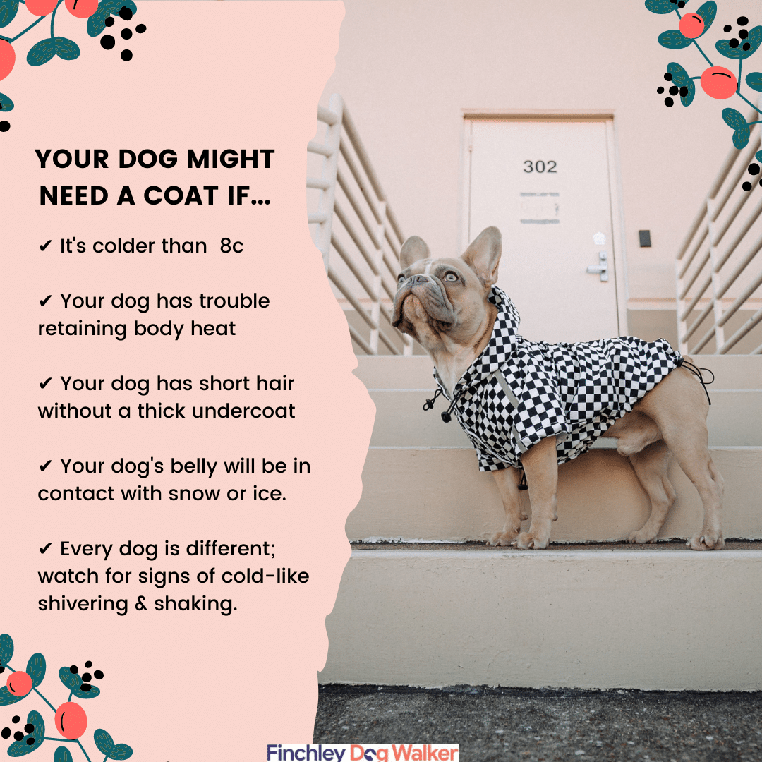 Do Dogs Need Coats? 4 Tips From a Vet