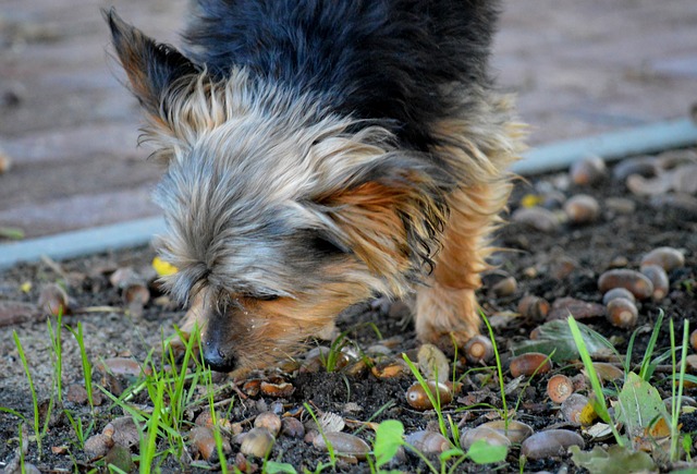 Dog ate 2025 acorns throwing up