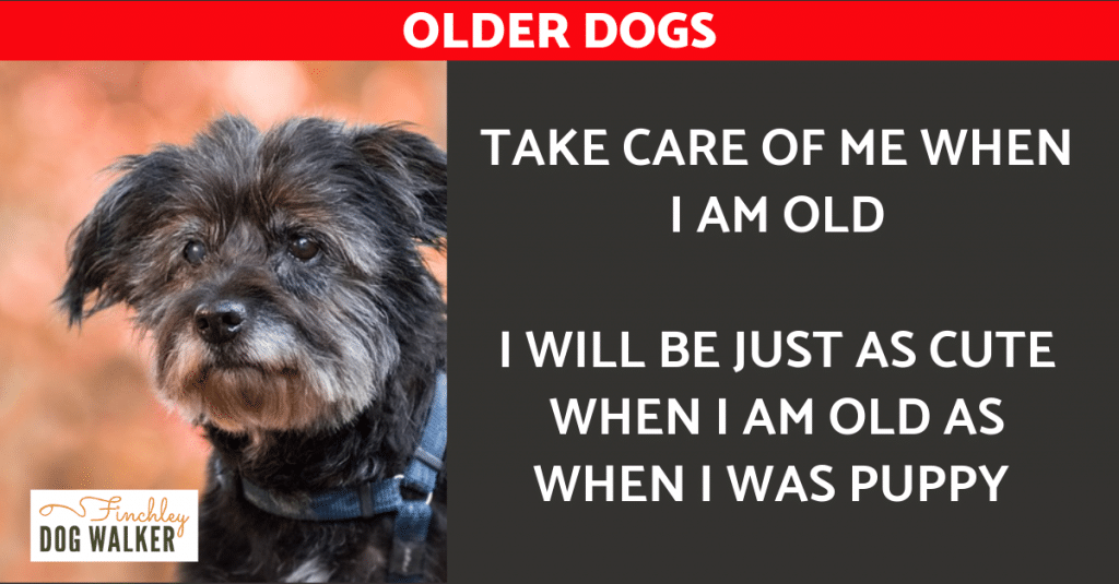 THE-older-dog-1024x535 Five signs of disease in older dogs