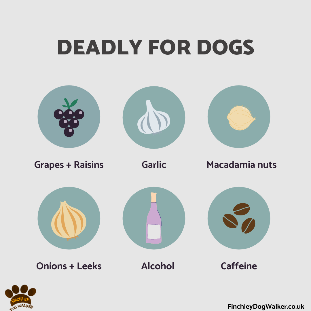 What Foods Are Most Harmful To Dogs