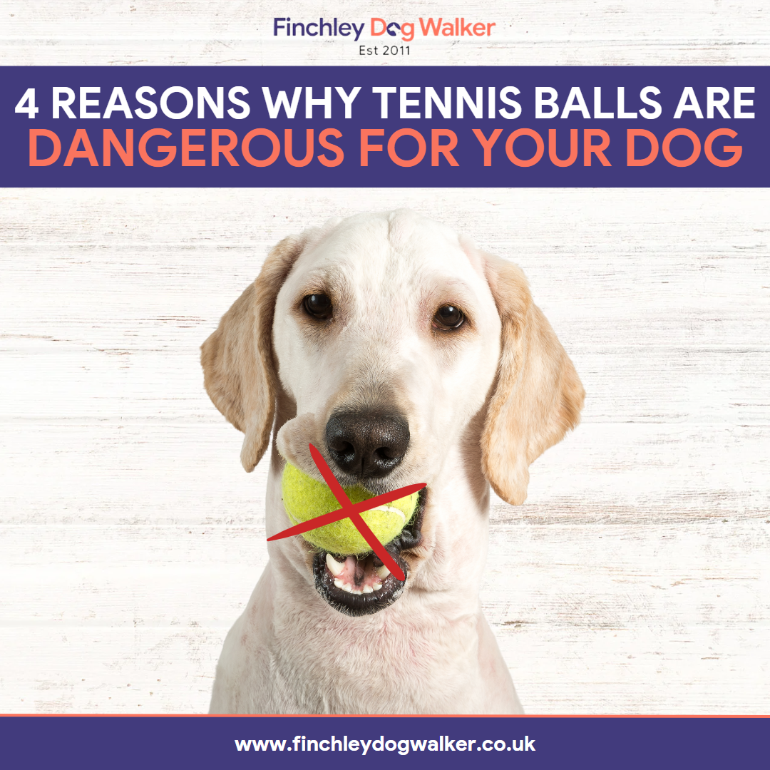 are tennis balls dangerous for dogs